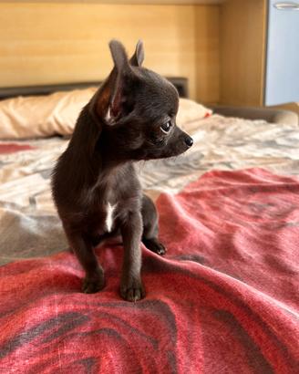Chihuahua toy nero