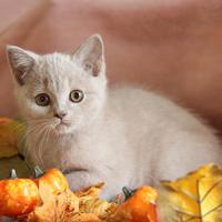 British maschio lilac