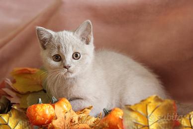 British maschio lilac