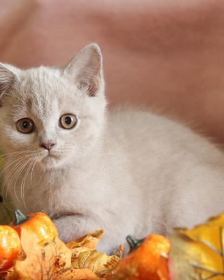 British maschio lilac