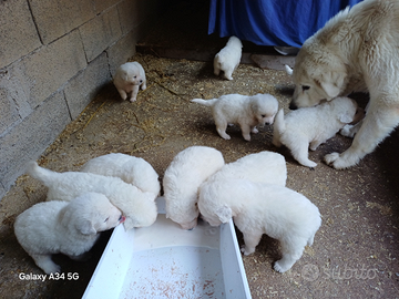 Pastore maremmano abruzzese