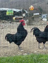 Gallo Australorp