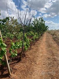 Terreno di 3334mq uva spalliera e alberi da frutta
