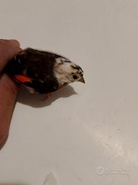 Cardinalini del Venezuela