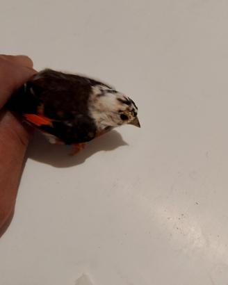 Cardinalini del Venezuela