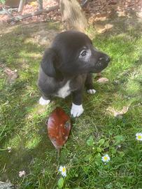 Border collie