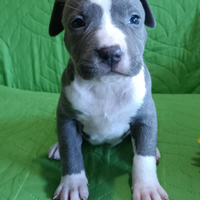 Amstaff Blue Cuccioli American Staffordshire Terri