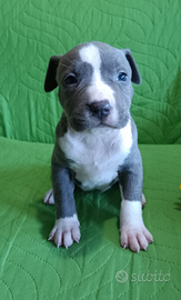 Amstaff Blue Cuccioli American Staffordshire Terri