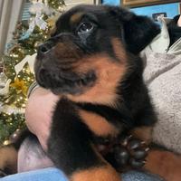 Cuccioli di rottwailer