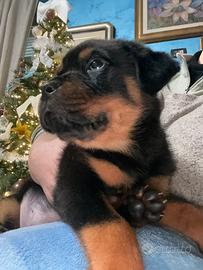 Cuccioli di rottwailer