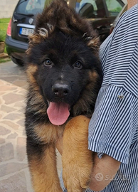 Cucciolo pastore tedesco