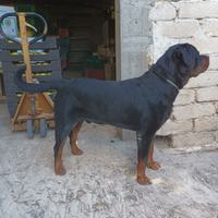 Rottweiler per monta