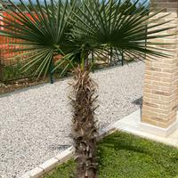 Palma da giardino