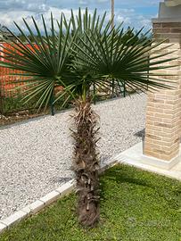 Palma da giardino