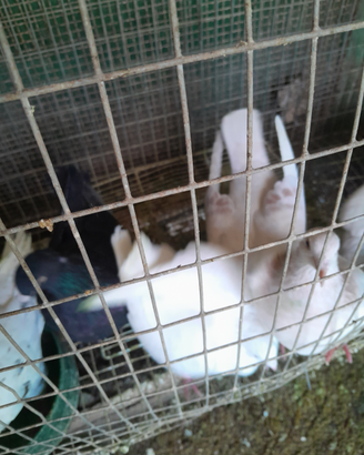 Piccioni da riproduzione