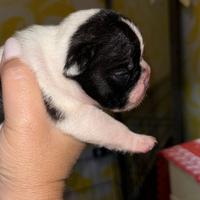 Cuccioli di Bulldog Francese