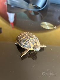Tartaruga