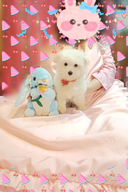 Cuccioli originali Maltesini Vaccinati Disponibili