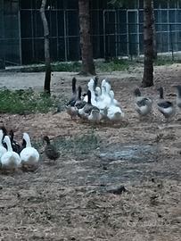Oca Tolosa e romagnola