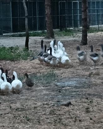 Oca Tolosa e romagnola
