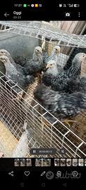 Galline