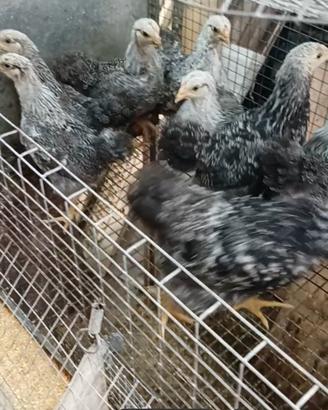 Galline
