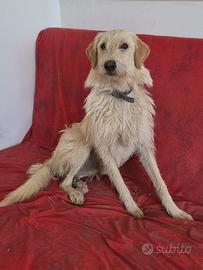 Adoz. di coppia per gilda e papillon, 2 anni, tagl
