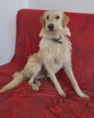 Adoz. di coppia per gilda e papillon, 2 anni, tagl