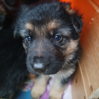 Cuccioli di pastore tedesco