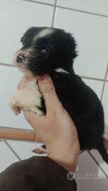 Cuccioli border collie