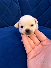 Chihuahua