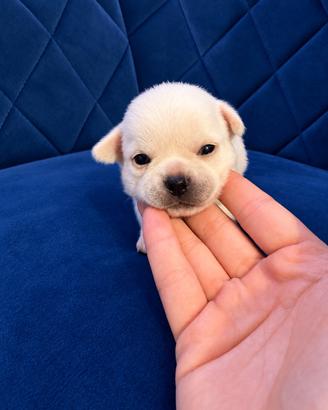 Chihuahua