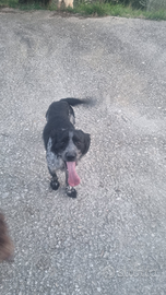 Incrocio spinger breton