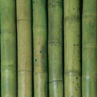 canne di bambù naturali dí varie dimensioni