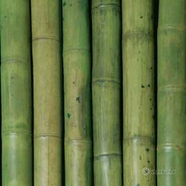 canne di bambù naturali dí varie dimensioni