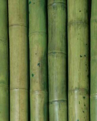 canne di bambù naturali dí varie dimensioni