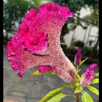 semi cresta del gallo 