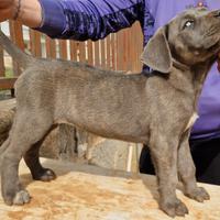Cucciola di Cane Corso