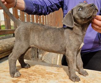 Cucciola di Cane Corso