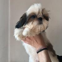 Cuccioli Shih tzu