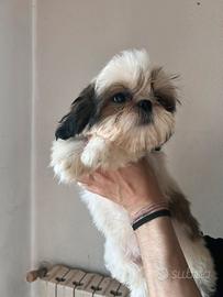 Cuccioli Shih tzu