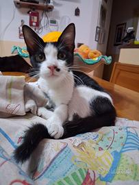Sveva gattina 5 mesi