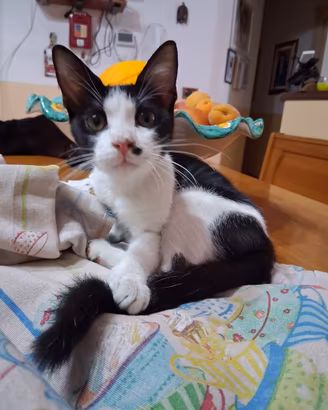 Sveva gattina 5 mesi