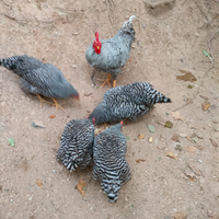Galline Amrock
