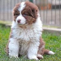 Australian Shepherd