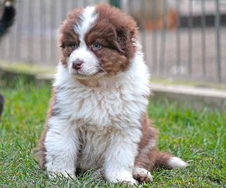 Australian Shepherd