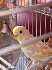 Cocorite