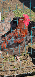 Gallo Marans