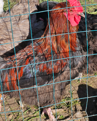 Gallo Marans