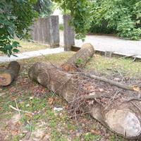 Tronchi d' albero, legna da ardere